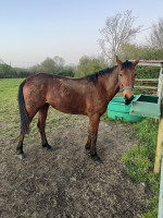 Vente de cheval : olympe d'ambri